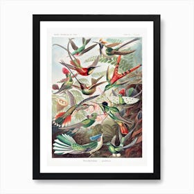 Trochilidae By Ernst Haeckel (1904) Art Print