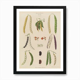 Peas And Beans Art Print