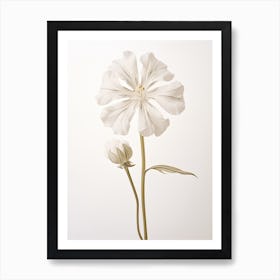 Pressed Wildflower Botanical Art White Campion 2 Art Print