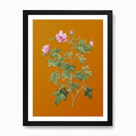 Vintage Pink Flowering Rosebush Botanical on Sunset Orange n.0095 Art Print