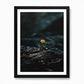 Flower On A Rock 6 Art Print