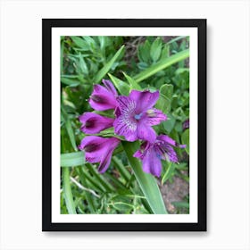 Purple Flower Art Print