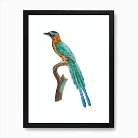 Vintage Motmot Bird Illustration on Pure White 1 Art Print