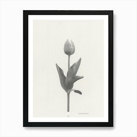 Tulip Flower Photo Collage 1 Art Print