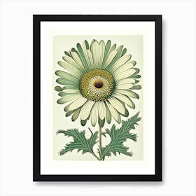 Oxeye Daisy 2 Floral Botanical Vintage Poster Flower Art Print