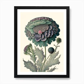 Scabiosa 2 Floral Botanical Vintage Poster Flower Art Print