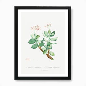 Crassula Portulacea, Pierre Joseph Redoute Art Print