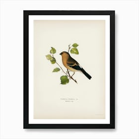 Eurasian Bullfinch (Pyrrhula Pyrrhula), The Von Wright Brothers Art Print