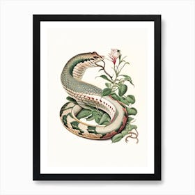 Rhinoceros Viper Snake Vintage Art Print