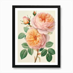 English Roses Painting Detailed Botanical 4 Art Print