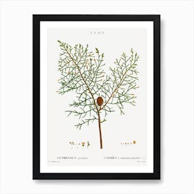 Chinese Weeping Cypress, Pierre Joseph Redoute Art Print