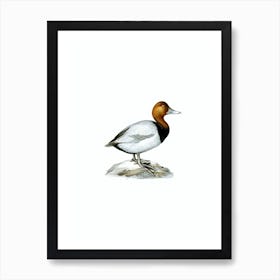 Vintage Common Pochard Male Bird Illustration on Pure White Art Print