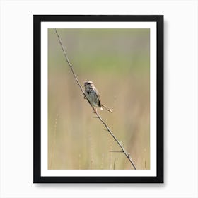 Sparrow in the Prairie Art Print