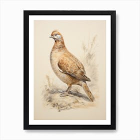 Vintage Bird Drawing Grouse 3 Art Print