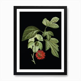 Vintage Paper Mulberry Flower Botanical Illustration on Solid Black n.0748 Art Print