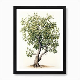 Vinage Apple Tree Drawing Art Print