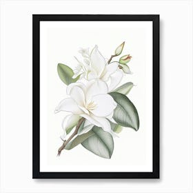 Gardenia Floral Quentin Blake Inspired Illustration 2 Flower Art Print
