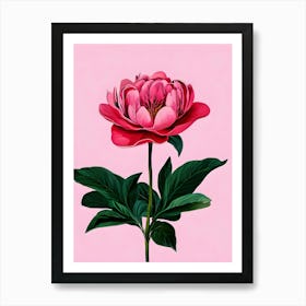 Peony 1 Art Print