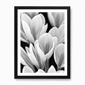 Crocus B&W Pencil 2 Flower Art Print