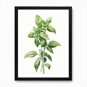 Basil Vintage Botanical Herbs 1 Art Print