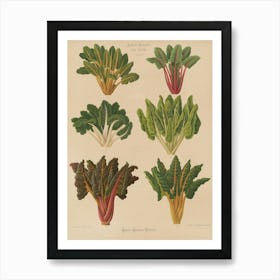 Swiss Chard Art Print