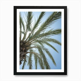 Botanical palm tree in San Sebastian Spain art print - summer nature and travel photography by Christa Stroo Photography Art Print