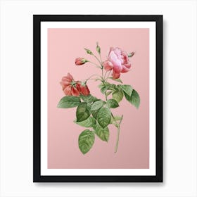Vintage Pink Boursault Rose Botanical on Soft Pink n.0369 Art Print