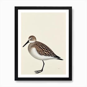 Dunlin Illustration Bird Art Print