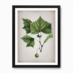 Vintage American Sycamore Botanical on Parchment Art Print