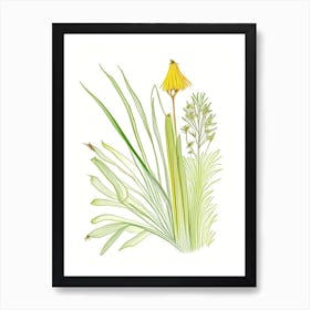 Lemongrass Spices And Herbs Pencil Illustration 1 Art Print