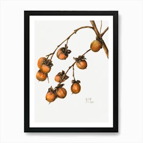 Vintage Botanical Mary Vaux Walcott _2732417 Art Print