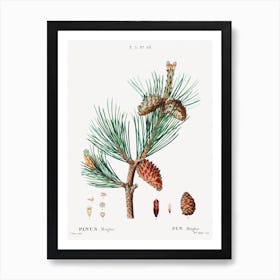 Creeping Pine, Pierre Joseph Redoute Art Print