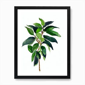 Banana Shrub (Michelia Figo) Watercolor Art Print