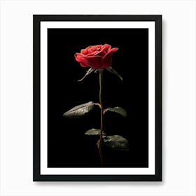 Single Red Rose On Black Background Art Print