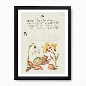 Spring Snowflake, Tree Frog, Wallflower, And Marine Mollusk From Mira Calligraphiae Monumenta, Joris Hoefnagel Art Print