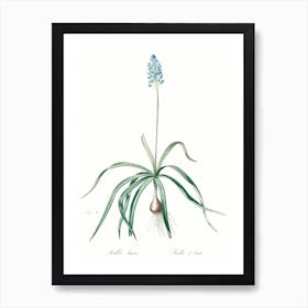 Italian Bluebell Illustration From Les Liliacées (1805), Pierre Joseph Redoute Art Print