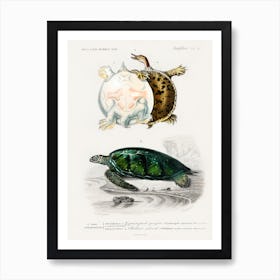 Green Sea Turtle (Chelonia Mydus) And Spiny Softshell Turtle (Gymnopus Spiniferus), Charles Dessalines D' Orbigny Art Print