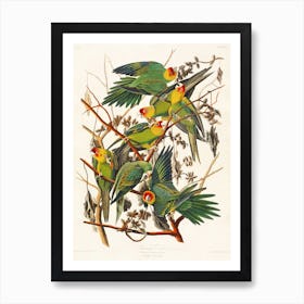 Carolina Parrot Art Print