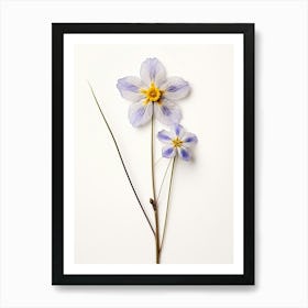 Pressed Wildflower Botanical Art Blue Eyed Grass 1 Art Print