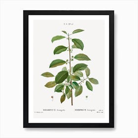 Alder Buckthorn, Pierre Joseph Redoute Art Print