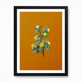 Vintage Tansy Leaved Hawthorn Flower Botanical on Sunset Orange n.0885 Art Print