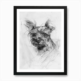 Australian Terrier Dog Charcoal Line 1 Art Print