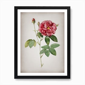 Vintage French Rose Botanical on Parchment n.0941 Art Print