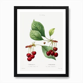 Cherry, Pierre Joseph Redoute Art Print