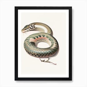 File Snake Vintage Art Print