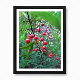 Red Berries 2 Art Print