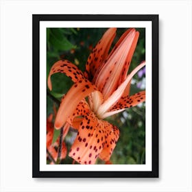 Lilly Flower Floral Vertical Spots Dots Orange Photography Photo Dining Kitchen Bedroom Art Print