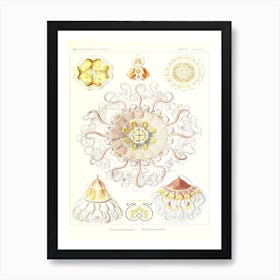 Haeckel 2 Tafel 38 Art Print