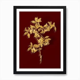 Vintage Apple Berry Botanical in Gold on Red Art Print