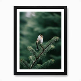 Bird On Branch Art Print